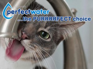 The Preferred Garden Route Purified Water Solution