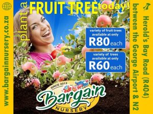 Plant a Fruit Tree from Bargain Nursery George