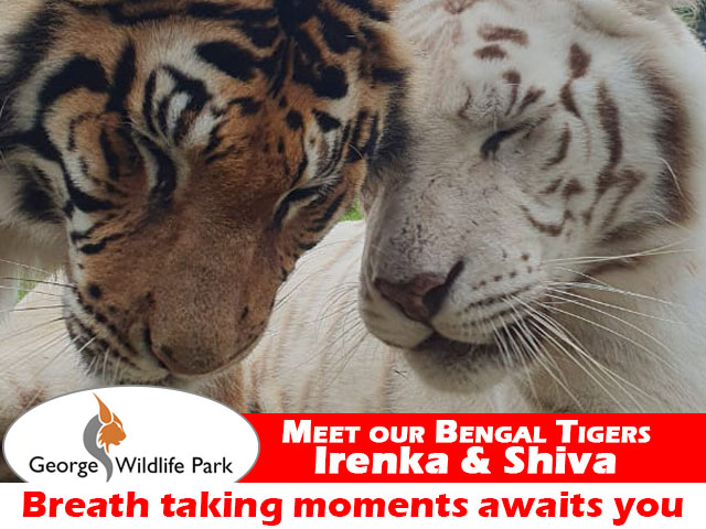 Meet the Majestic Bengal Tigers in George
