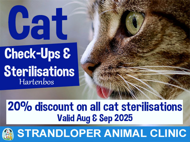 Cat Sterilisations Hartenbos