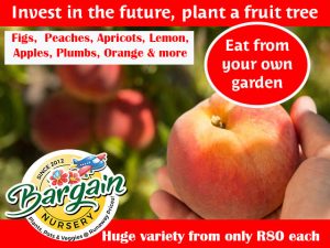 Buy Fruit Trees from Bargain Nursery in George