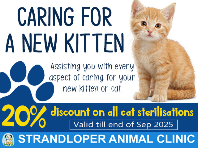 Caring for a New Kitten