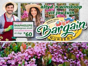 Rhaphiolepis Immergroen Struik te koop in George