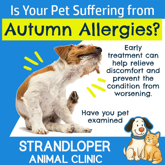 Pet Suffering from Autumn Allergies?